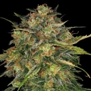 Barneys Farm Cheese Cannabisblüte – gewachsen aus Feminisierte Hanfsamen von Barneys Farm