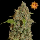Chronic Thunder Cannabisblüte – gewachsen aus Feminisierte Hanfsamen von Barneys Farm