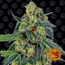 Cookies Kush Cannabisblüte – gewachsen aus Feminisierte Hanfsamen von Barneys Farm