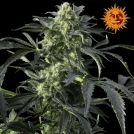 Crimea Blue Cannabisblüte – gewachsen aus Feminisierte Hanfsamen von Barneys Farm