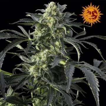 Crimea Blue Cannabisblüte – gewachsen aus Feminisierte Hanfsamen von Barneys Farm