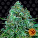 Critical Kush Cannabisblüte – gewachsen aus Feminisierte Hanfsamen von Barneys Farm