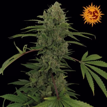 Critical Kush Auto Cannabisblüte – gewachsen aus Automatic Hanfsamen von Barneys Farm