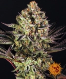 Dos Si Dos 33 Cannabisblüte – gewachsen aus Feminisierte Hanfsamen von Barneys Farm