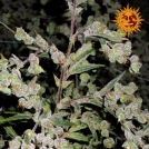 Dr. Grinspoon Cannabisblüte – gewachsen aus Feminisierte Hanfsamen von Barneys Farm