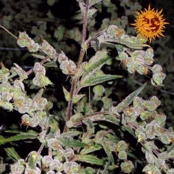 Dr. Grinspoon Cannabisblüte – gewachsen aus Feminisierte Hanfsamen von Barneys Farm