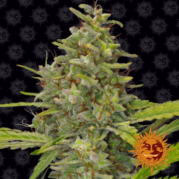G13 Haze Cannabisblüte – gewachsen aus Feminisierte Hanfsamen von Barneys Farm