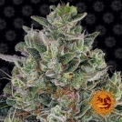 Glookies Cannabisblüte – gewachsen aus Feminisierte Hanfsamen von Barneys Farm