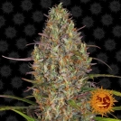 Glue Gelato Auto Cannabisblüte – gewachsen aus Automatic Hanfsamen von Barneys Farm