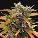 Gorilla Glue Auto Cannabisblüte – gewachsen aus Automatic Hanfsamen von Barneys Farm