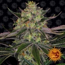 Gorilla Zkittlez Cannabisblüte – gewachsen aus Feminisierte Hanfsamen von Barneys Farm