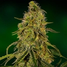Grape Ape Cannabisblüte – gewachsen aus Feminisierte Hanfsamen von Barneys Farm