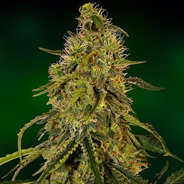 Grape Ape Cannabisblüte – gewachsen aus Feminisierte Hanfsamen von Barneys Farm
