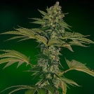 Grape Muerto Auto Cannabisblüte – gewachsen aus Feminisierte Hanfsamen von Barneys Farm