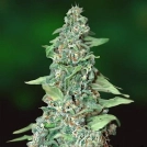 Honey B Cannabisblüte – gewachsen aus Regulaere Hanfsamen von Barneys Farm