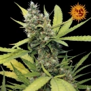 Honey B Feminisiert Cannabisblüte – gewachsen aus Feminisierte Hanfsamen von Barneys Farm