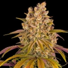 Lemon Tree Cannabisblüte – gewachsen aus Automatic Hanfsamen von Barneys Farm