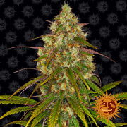 Rote Flecken und violette Schimmer machen die dichten Blüten von Liberty Haze zu einem Augenschmaus und einem Genuss für den Kopf. Genießen!