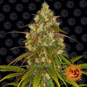 Liberty Haze – Barneys Farm – Feminisiert – Produktansicht 2
