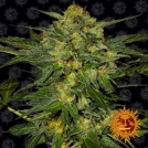 LSD Cannabisblüte – gewachsen aus Feminisierte Hanfsamen von Barneys Farm