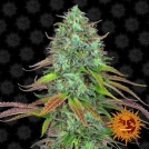 LSD Auto Cannabisblüte – gewachsen aus Automatic Hanfsamen von Barneys Farm