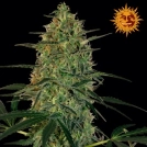 Malana Bomb Auto Cannabisblüte – gewachsen aus Feminisierte Hanfsamen von Barneys Farm