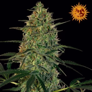 Malana Bomb Auto Cannabisblüte – gewachsen aus Feminisierte Hanfsamen von Barneys Farm