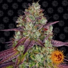 Mimosa Evo Cannabisblüte – gewachsen aus Feminisierte Hanfsamen von Barneys Farm