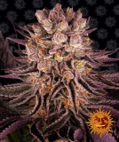Mimosa x Orange Punch Cannabisblüte – gewachsen aus Feminisierte Hanfsamen von Barneys Farm
