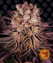 Mimosa x Orange Punch – Barneys Farm – Feminisiert – Produktansicht 2