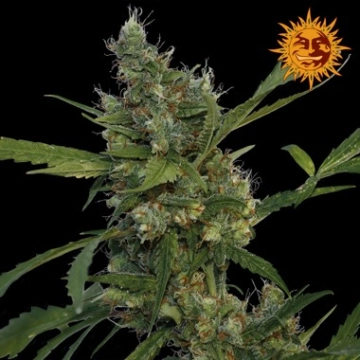 Morning Glory Cannabisblüte – gewachsen aus Feminisierte Hanfsamen von Barneys Farm