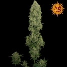 NYC Diesel Auto Cannabisblüte – gewachsen aus Automatic Hanfsamen von Barneys Farm