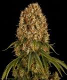 Orange Sherbert Cannabisblüte – gewachsen aus Feminisierte Hanfsamen von Barneys Farm