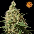 Peppermint Kush Cannabisblüte – gewachsen aus Feminisierte Hanfsamen von Barneys Farm