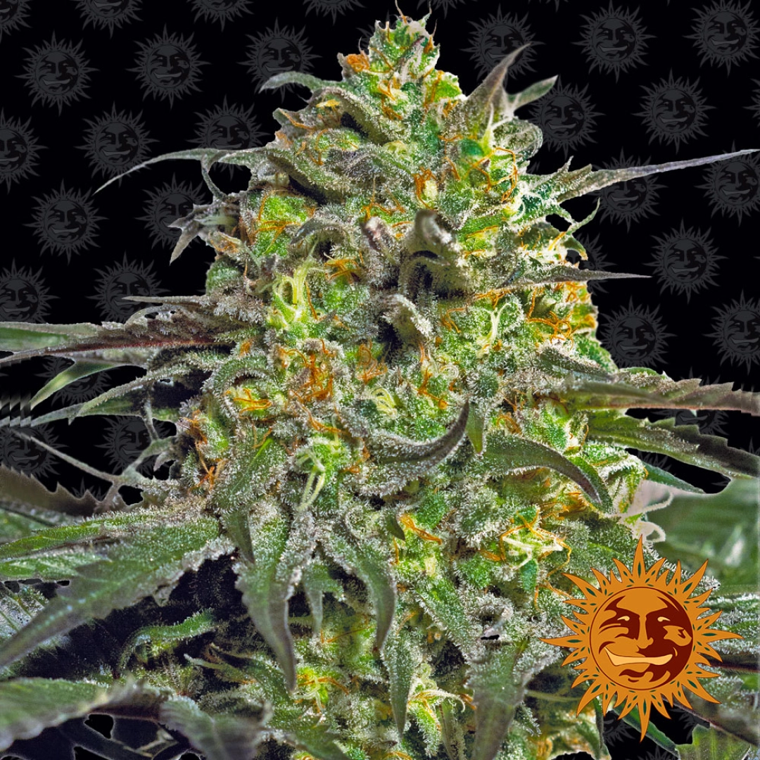 Peyote Cookies – Barneys Farm – Feminisiert