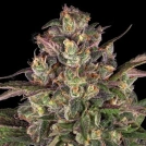 Peyote Critical Cannabisblüte – gewachsen aus Feminisierte Hanfsamen von Barneys Farm