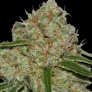 Phantom OG Cannabisblüte – gewachsen aus Feminisierte Hanfsamen von Barneys Farm