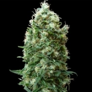 Phatt Fruity Cannabisblüte – gewachsen aus Feminisierte Hanfsamen von Barneys Farm