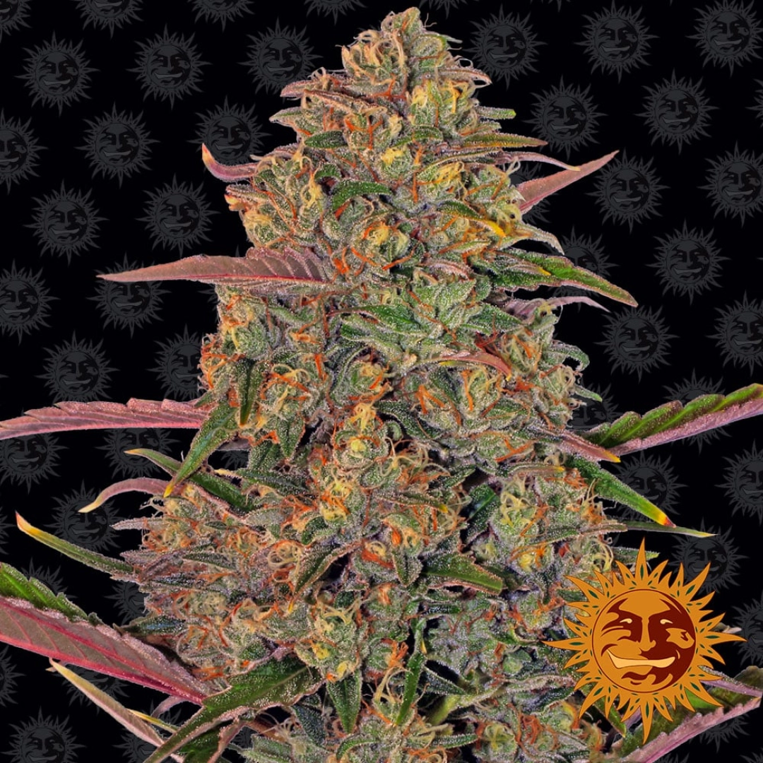 Pineapple Chunk – Barneys Farm – Feminisiert – Produktansicht 2