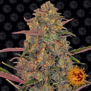Pineapple Chunk – Barneys Farm – Feminisiert – Produktansicht 2