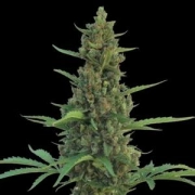Pineapple Express Auto Cannabisblüte – gewachsen aus Automatic Hanfsamen von Barneys Farm