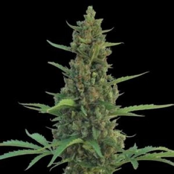 Pineapple Express Auto Cannabisblüte – gewachsen aus Automatic Hanfsamen von Barneys Farm