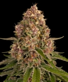 Pink Kush Cannabisblüte – gewachsen aus Feminisierte Hanfsamen von Barneys Farm