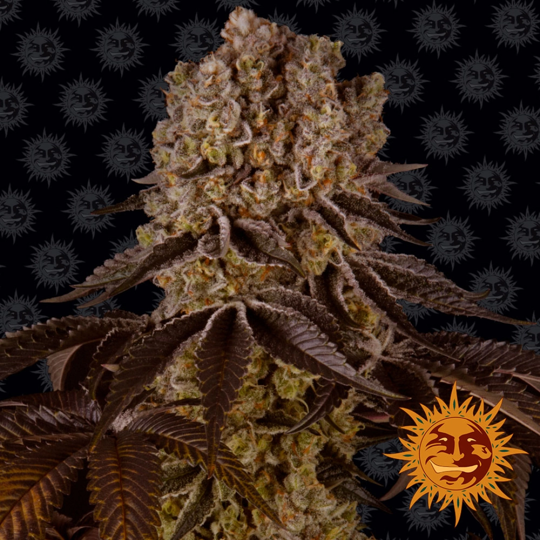 Purple Punch – Barneys Farm – Feminisiert