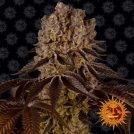 Purple Punch Cannabisblüte – gewachsen aus Feminisierte Hanfsamen von Barneys Farm