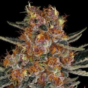 Purple Punch Auto Cannabisblüte – gewachsen aus Automatic Hanfsamen von Barneys Farm