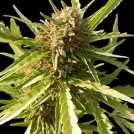 Red Cherry Berry Cannabisblüte – gewachsen aus Feminisierte Hanfsamen von Barneys Farm
