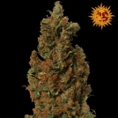 Red Diesel Cannabisblüte – gewachsen aus Feminisierte Hanfsamen von Barneys Farm