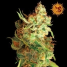 Red Dragon Cannabisblüte – gewachsen aus Feminisierte Hanfsamen von Barneys Farm
