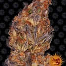 Runtz Auto Cannabisblüte – gewachsen aus Automatic Hanfsamen von Barneys Farm
